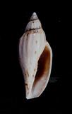 哈蜜渦螺（標編號本：FRIM00508）學名：Fulgoraria hamillei
