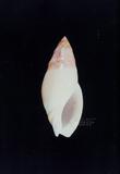 中華彈頭螺（標編號本：FRIM00520）學名：Ancilla rubiginosa