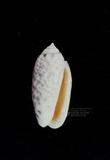 寶島榧螺（標編號本：FRIM00521）學名：Oliva annulata