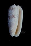 台灣榧螺（標編號本：FRIM00543）學名：Oliva mustelina