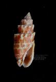 紅牙筆螺（標編號本：FRIM00556）學名：Tiarella stictica