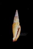 紅蛹筆螺（標編號本：FRIM00560）學名：Vexillum coccineum