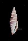 黑蛹筆螺（標編號本：FRIM00563）學名：Vexillum formosense