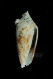 長芋螺（標編號本：FRIM00564）學名：Conus australis