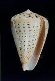 別緻芋螺（標編號本：FRIM00566）學名：Conus betulinus