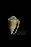 花冠芋螺（標編號本：FRIM00571）學名：Conus coronatus