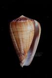 黑線芋螺（標編號本：FRIM00575）學名：Conus figulinus