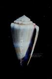 紫霞芋螺（標編號本：FRIM00576）學名：Conus flavidus