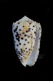 芝麻芋螺（標編號本：FRIM00589）學名：Conus pulicarius