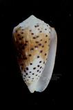芝麻芋螺（標編號本：FRIM00590）學名：Conus pulicarius