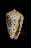 芝麻芋螺（標編號本：FRIM00591）學名：Conus pulicarius