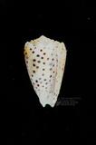 芝麻芋螺（標編號本：FRIM00597）學名：Conus pulicarius