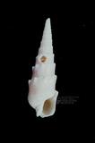 花牙筍螺（標編號本：FRIM00607）學名：Terebra crenulata