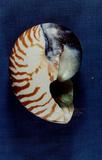 鸚鵡螺（標編號本：FRIM00618...