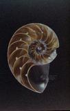 鸚鵡螺（標編號本：FRIM00618）學名：Nautilus pompilius