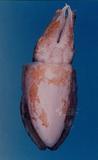 真烏賊（標編號本：FRIM00623）學名：Sepia (Platysepia) esculenta