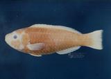中文名稱：紅紫鸚哥魚（標本編號：FRIP00990）