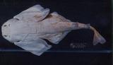 中文名稱：雲紋琵琶鮫（標本編號：FRIP01066）