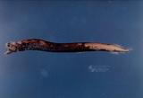 中文名稱：貢氏巨口魚（標本編號：FRIP01085）