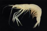 卡威玻璃蝦( i Pasiphaea...