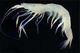 日本玻璃蝦( i Pasiphaea...