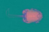 東方管鬚蟹( i Albunea s...