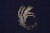 混沌寄居蟹(Pagurus confucus)