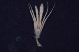 WH~(Michelopagurus limaturus)