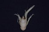 ճZ(Munida albiapicula)