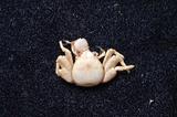 茅形岩瓷蟹( i Petrolist...