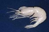 白冠紅蝦(Plesionika albocristata)