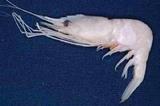 白冠紅蝦(Plesionika albocristata)
