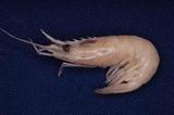 雙叉紅蝦(Plesionika bifurca)