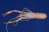 紅斑後海螯蝦( i Metaneph...