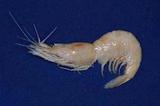 細脊玻璃蝦( i Pasiphaea...