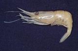 東海紅蝦(Plesionika izumiae)