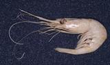 彎刺紅蝦(Plesionika reflexa)