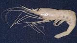 威氏紅蝦(Plesionika williamsi)