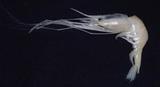 全齒紅蝦(Plesionika fimbriata)