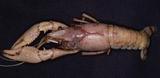 J?G(Procambarus clarkii)
