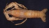 J蝲G(Procambarus clarkii)