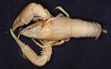 J?G(Procambarus clarkii)