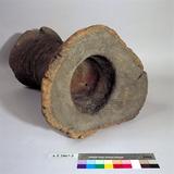 臼（木臼）族語名稱：osong英文名稱：Wooden Mortar