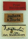 {βզX:Dendrolimus kikuchii Matsumura 1927
