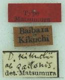PW:Dendrolimus kikuchii saitonis Matsumura 1932
