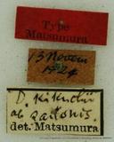 PW:Dendrolimus kikuchii saitonis Matsumura' 1932