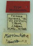 {βզX:Dendrolimus taiwana (Matsumura' 1932)