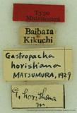 {βզX:Gastropacha horishana Matsumura' 1927