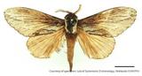 PW:Pachypasoides albinota Matsumura 1927