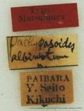 PW:Pachypasoides albinota Matsumura 1927